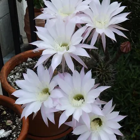 Le Rondini Oda ve Kahvaltı